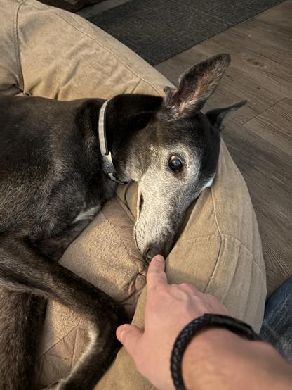 Photo of a white man’s hand reaching out with his pointer finger to touch the nose of a white faced black greyhound dog.