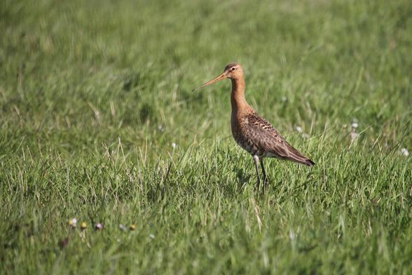 Photo d'une barge à queue noire qui se dresse au centre d'une vaste prairie verte, baignée par la lumière. L'oiseau arbore un plumage brun roux sur le dos, finement marqué de motifs noirs, tandis que son ventre est plus clair. Son cou et sa tête sont roux. Il a un long bec orange avec l'extrémité noire. Ses pattes sombres et élancées s'enfoncent dans l'herbe.