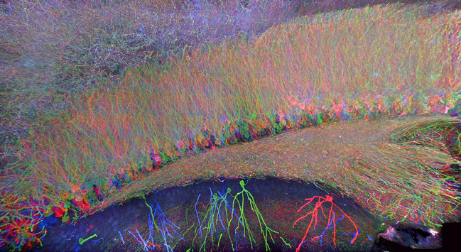 A microscopic image of part of a mouse brain imaged using expansion microscopy technique proExM. Each neuron is colored differently, and the overall effect is of a sheet of rainbow-colored  cells.