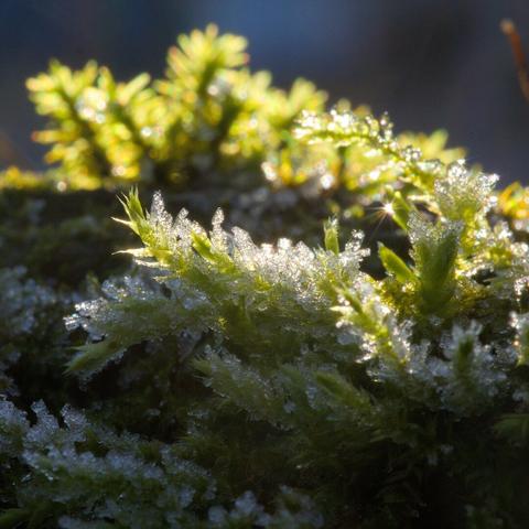 Moss coered in rime ice.