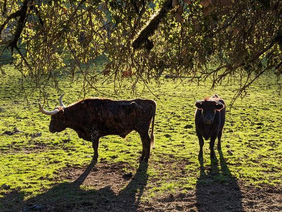 A longhorn and a shorter horn. They live in an emerald green field, short grass, as seen under a chaotic live oak branch.