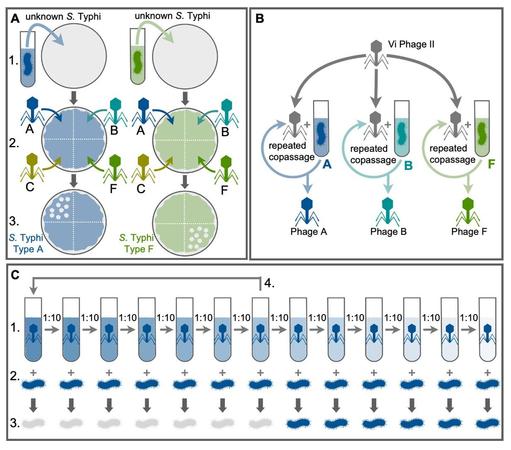 Diagram created by the authors of the article, that shows drawings in green and blue of bacteriophage viruses and petri-dishes and pipettes. It exemplifies the effort to establish the taxonomy of typhoid strains by using bacteriophages.