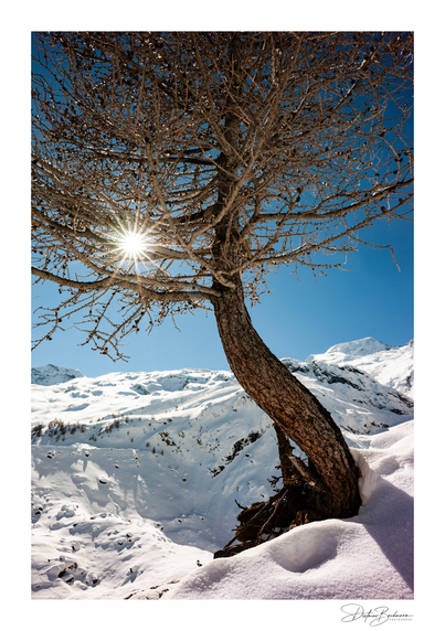 Ein einzelner, knorriger Baum mit einer schräg wachsenden und verdrehten Form steht in einer schneebedeckten Landschaft. Die Äste des Baumes sind kahl und filigran, und durch das Geäst strahlt die Sonne hindurch, wodurch ein sternförmiger Lichtstrahl entsteht. Der Himmel ist leuchtend blau und bildet einen klaren Kontrast zu den weiß glitzernden Schneehängen im Hintergrund, die eine ruhige alpine Umgebung zeigen.