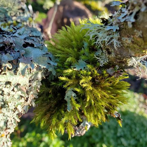 Close-up view of apple tree branch covered in vibrant green moss and various types of lichen. The moss appears fluffy and lush, while the lichen has a textured, bluish-green surface. The sun illuminates the scene, highlighting the organic details against a blurred natural background.