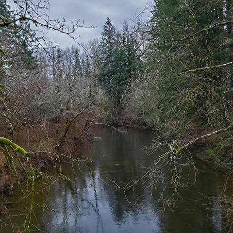 A calm river winding through a forested landscape. Leafless trees with slender branches stretch over the water, and a mixture of evergreen and bare trees lines the riverbank. The sky is overcast, creating a soft, muted atmosphere.