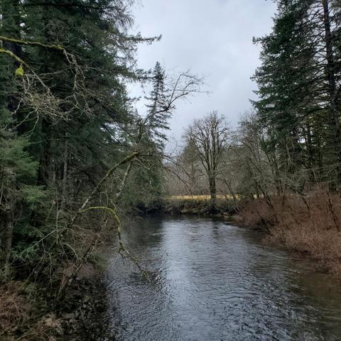 A serene river flows through a forested area, with tall evergreen trees on either side and a backdrop of bare deciduous trees. The sky is overcast, creating a moody atmosphere, and some grassland is visible in the distance along the riverbank.