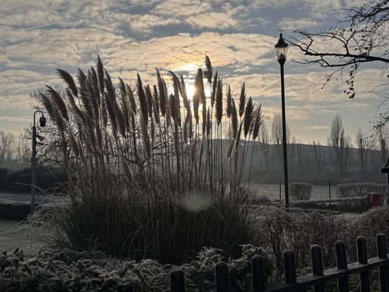 Some tall reeds on a frosty day