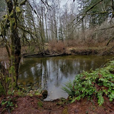 A tranquil river scene within a dense forest. In the foreground, a sandy bank with green ferns leads to the water's edge. The river, reflecting the surroundings, is bordered by moss-covered trees on the left and ferns, salal and Oregon grape plants on the right. Sparse, bare trees tower in the background, creating a sense of depth and solitude, with muted gray skies on an overcast day.