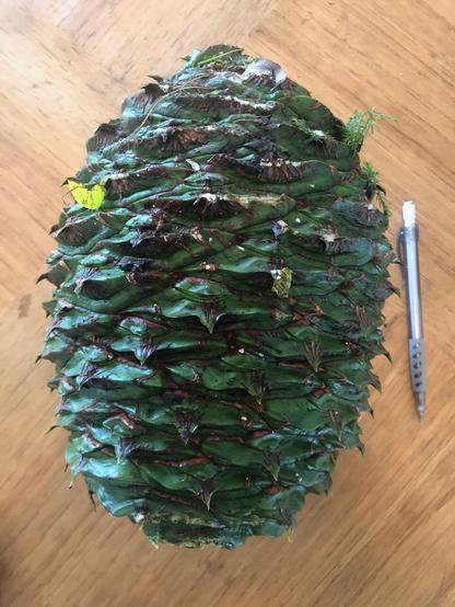 A bunya pine cone laying on a table. The standard pen beside it is about half its height. The cone is oval, largely green, and has a rough skin with spikes. Bits of foliage still attached to the cone are visible.