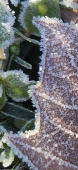Feuille marron clair d'érable, givrée, voisinnant des trèfles verts, givrés.
