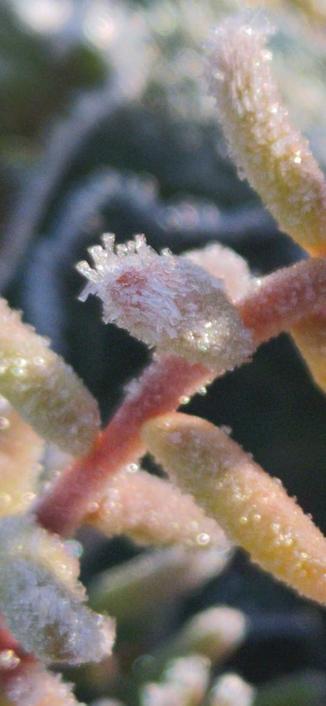 Détail d'une crassulacée givrée, tige rosée, feuilles tirant vers le vert pâle. Le givre a construit de petits cônes de glace délicats.