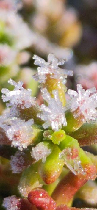 Détail d'une tête de crassulacée givrée, bouquet de feuilles ovoïdes vertes tirant vers un rouge sombre. Le givre a construit de petits cônes de glace délicats.