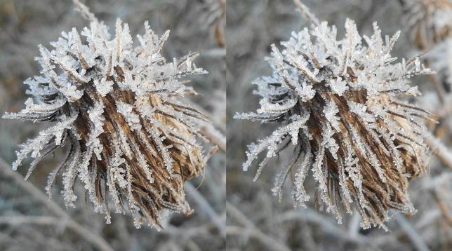 Stéréophotographie d'une fleur séchée de chardon, gris marron, couverte de givre blanc