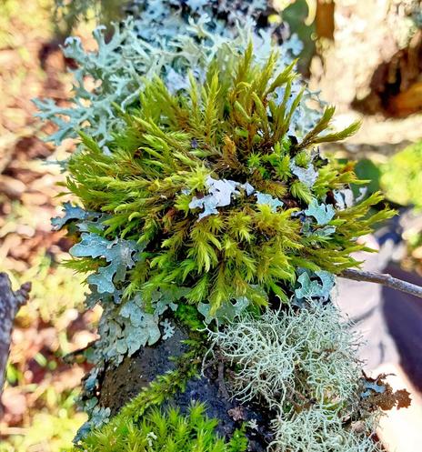 A close-up view of a tree branch covered in vibrant green moss and various types of lichen. The moss appears fluffy and lush, while the lichen has a textured, bluish-green surface. The sun illuminates the scene, highlighting the organic details against a blurred natural background.