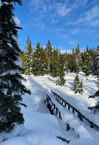 A winter scene featuring a snowy landscape dominated by various evergreen trees. The foreground includes a wooden bridge, its surface laden with snow, which spans a narrow path through the snow-covered ground. The background is filled with a dense cluster of tall trees, creating depth, while the clear, blue sky above complements the scene and highlights the crispness of the winter day. The composition utilizes natural lighting, casting soft shadows on the snow.