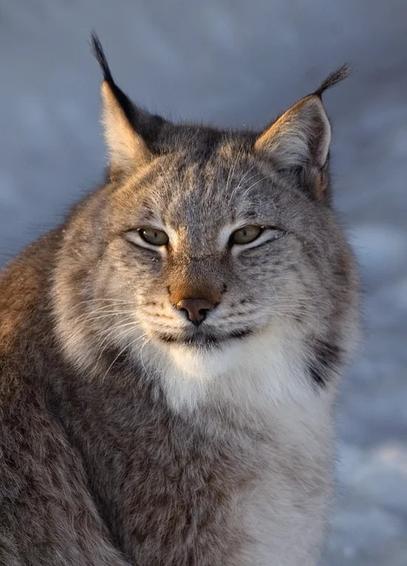 Photo of a Canadian lynx (L. canadensis) in the wild with what looks like a smirk on its face. A very dapper danger kitty.