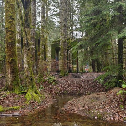 The vertical composition of a forest scene depicting several towering, moss-covered trees with textured bark. A dilapidated structure, partially occluded by foliage, is prominently positioned in the background, displaying colorful graffiti. The foreground includes a small creek with visible water reflections, surrounded by a carpet of brown autumn leaves. The lighting is soft, suggesting a cloudy day with muted colors throughout the scene.