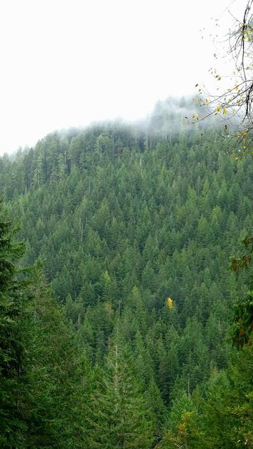 The image depicts a dense forested hillside, primarily consisting of evergreen trees. There is a layer of mist or fog hovering above the trees, creating a tranquil and atmospheric scene. Among the green trees, there is a solitary yellow tree that stands out, adding a splash of color to the landscape.