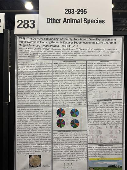 A scientific poster about sequencing the sugar beet root labeled number 283, with a label above it saying “283-295 other animal species”