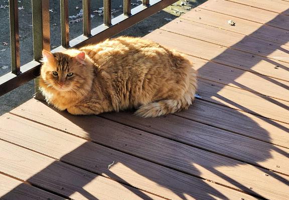 Obi is a fluffy orange tabby with yellow eyes. He lies on  brown wooden porch boards next to a black metal railing. The sun highlights him and casts strong shadows.  He gives the camera a dubious look.