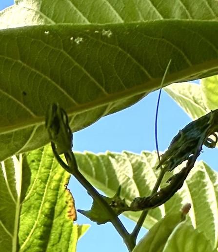 The choko plant is really going well using our old barren loquat tree as a climbing aid. 

The picture shows the tendrils almost at the very top of the loquat