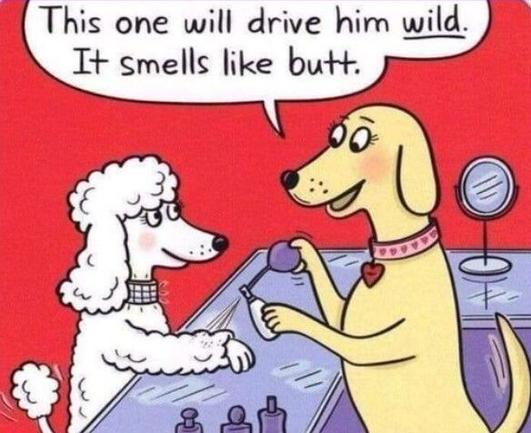 This one will drive him wild. It smells like butt.
