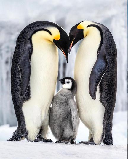 Photography. A color photo of two adult black/white, emperor penguins with their chick. In the middle of the Arctic ice, two large penguins stand with their heads facing each other. It almost seems as if your two heads form a heart. The two look down, where a still fluffy gray baby penguin stands between them. A truly heart-warming photo of these wonderful animals.
Info: Paul Nicklen is a Canadian photographer, filmmaker and marine biologist who has been documenting the beauty and plight of our planet for more than thirty years. He has won more than 30 of the most prestigious awards in the fields of conservation and photography, including the BBC Wildlife Photographer of the Year and the World Press Photo for photojournalism.