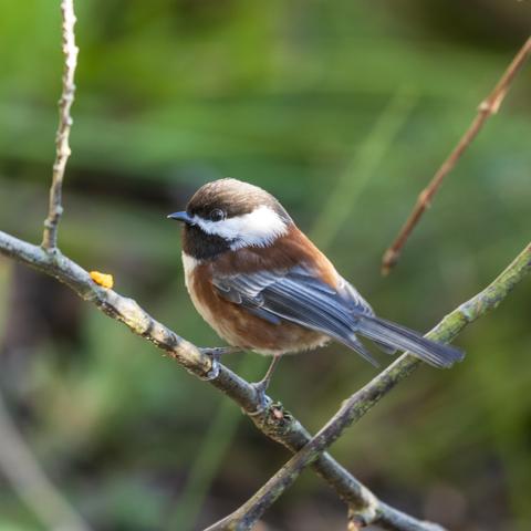 a chestnut backed chickadee perched on a twig, looking at the camera. the background is a pretty green bokeh