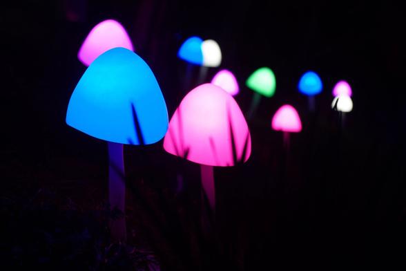 Lighted, artificial mushrooms, colored in blue and pink in a pitch black surrounding