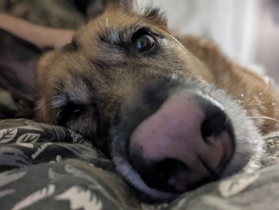 A close up photo of a dog's snout as it slowly falls asleep