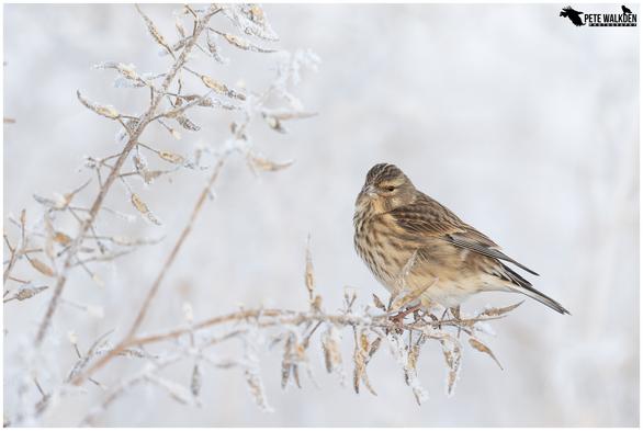 A photo of a linnet perched on a frosted plant, on a snowy day, in the Scottish Highlands.