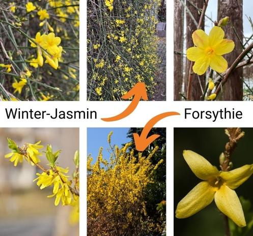 Collage aus drei Bildern Winter-Jasmin (oben) und drei Bildern Forsythia (unten).
Sowohl Blüten- und Wuchsform unterscheiden sich deutlich, und Winter-Jasmin hat dunkelgrüne Zweige. Forsythia hat braune.