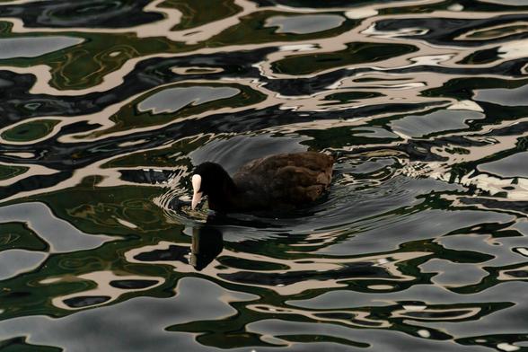 A bird with black an a white beak swimming in the water. The water waves form patterns with specular white  reflections mirroring the birds beak.