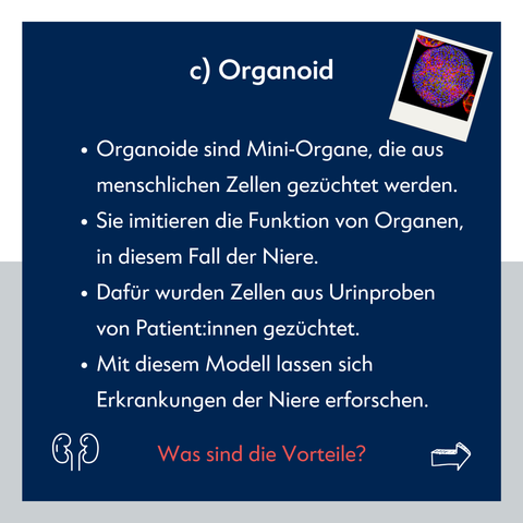 Texttafel: "c) Organoid. Organoide sind Mini-Organe, die aus menschlichen Zellen gezüchtet werden. Sie imitieren die Funktion von Organen, in diesem Fall der Niere. Dafür wurden Zellen aus Urinproben von Patient:innen gezüchtet. Mit diesem Modell lassen sich Erkrankungen der Niere erforschen. Was sind die Vorteile?" [Pfeil rechts]