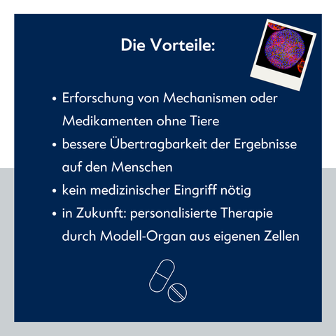 Texttafel: "Die Vorteile: Erforschung von Mechanismen oder Medikamenten ohne Tiere. Bessere Übertragbarkeit der Ergebnisse auf den Menschen. Kein medizinischer Eingriff nötig. In Zukunft: Personalisierte Therapie durch Modell-Organ aus eigenen Zellen.
