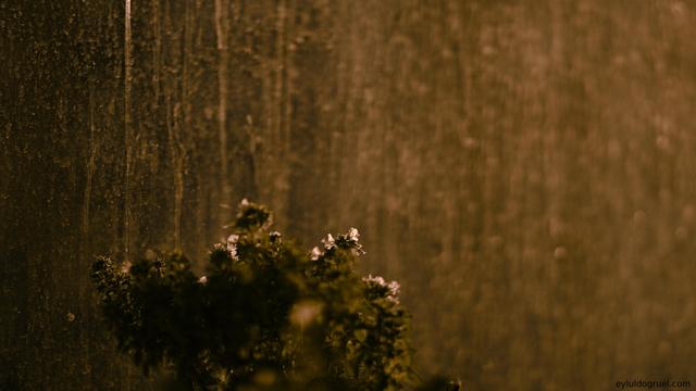 a flowering thyme in sunset with dirty glass in background