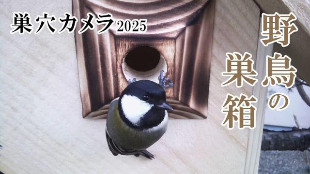 2025/01/14 シジュウカラの巣箱(巣穴カメラ) 野鳥 Great tit Bird Nest Box Live Camera