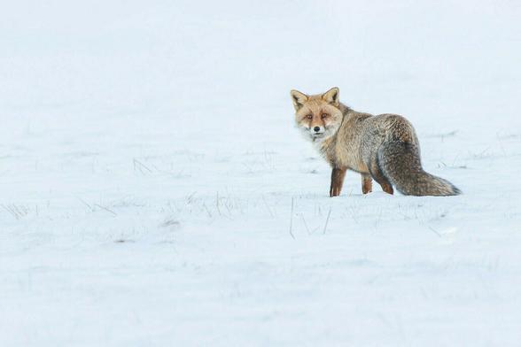 Photo d'un renard dans la neige