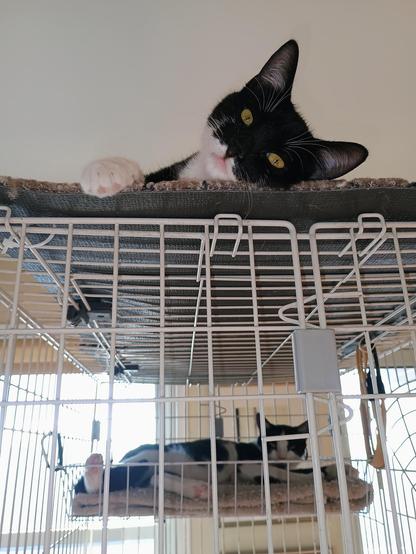 A black and white car lounges atop a cage, with another black and white cat lounging on a shelf on the cage behind her