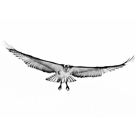 Osprey coasting into next, close up, wings spread, talons dangling, eyes looking to its right, our left. black and white photo