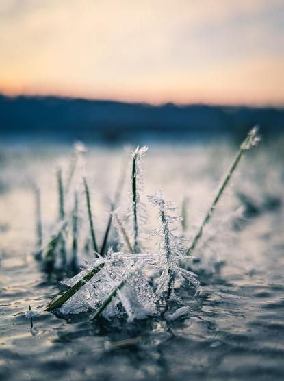 Some grass is peaking through the frozen water of a flooded meadow. Ice crystals grow on them and they look spiky.
