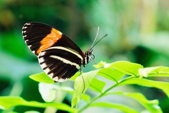 Black and red heliconius butterfly in the butterfly house in icod de los vinos, tenerife
