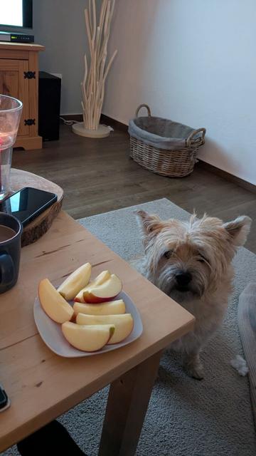 Ein Hund sitzt still, aber insistierend blickend neben einem Couchtisch, auf dem ein Teller mit Apfelschnitzen steht.
