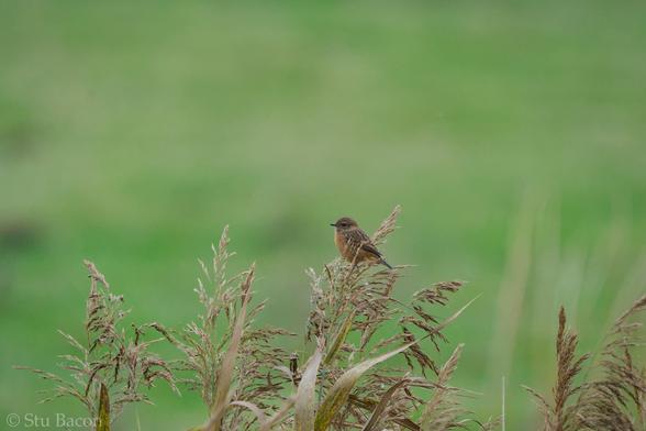 A photograph of a female Stonechat perched at the top of some reeds. The rest of the marsh is a blurry green background behind the reeds and bird.