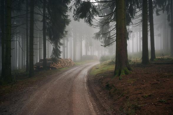 A hiking trail in the misty forest lined with spruce trees taking a turn to the right. On the left are two stacks of logs. The colors are mainly green and a reddish brown.