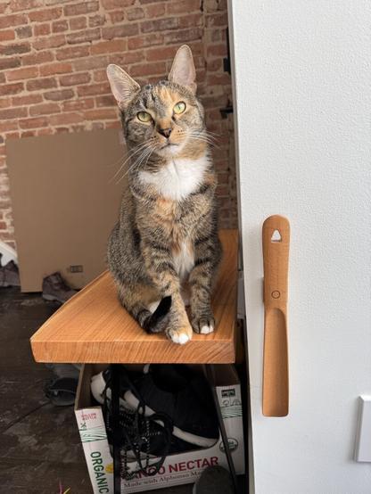 Torby cat on a wooden stool against a brick wall. She is cute.