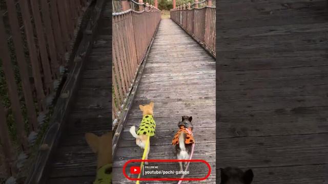 スムースコートチワワ みんなでおさんぽ #Shorts #dog