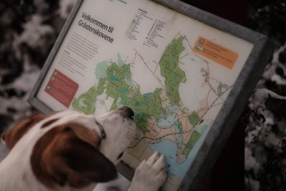 A dog „reading“ a map of a local forrest in southern Denmark.
