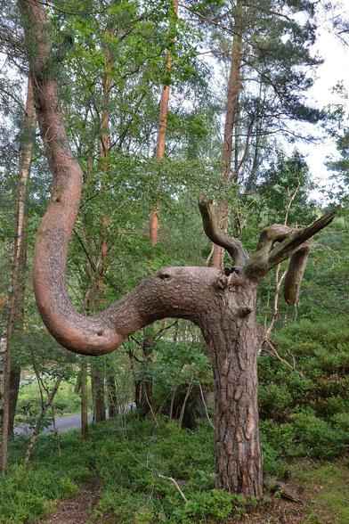 A photo of the trunk of a pine tree that is bent in a way that makes it look like the head of an animal with a long raised trunk and antlers.