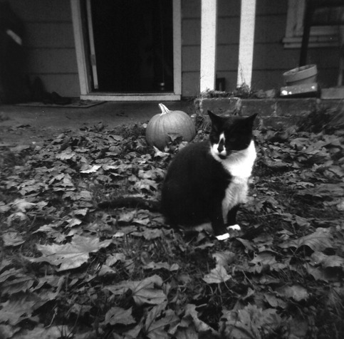 Chompsky, a black and white Tuxedo cat, sitting on leaves, with a pumpkin in the background